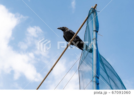 カラス カラス 67091060