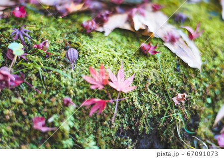 落ち葉 落ち葉 67091073