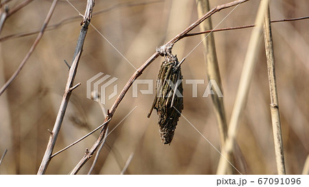 ミノムシ 67091096