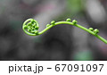 渦巻の若葉 67091097
