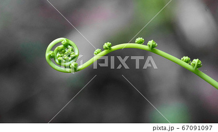 渦巻の若葉 67091097