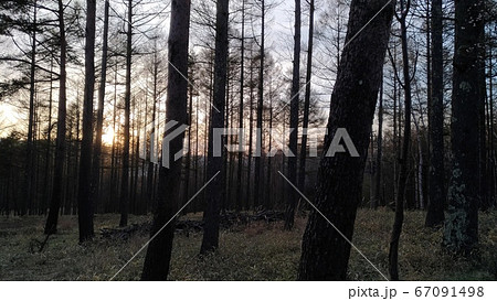 冬の林 67091498
