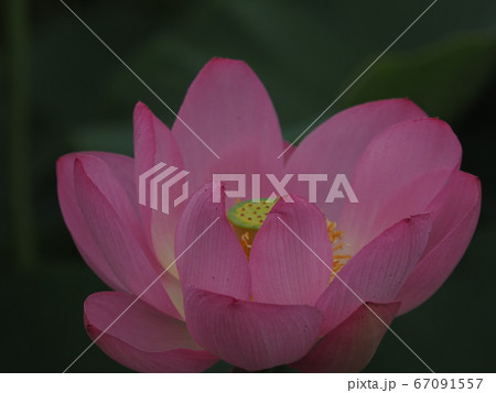 蓮 蓮 67091557