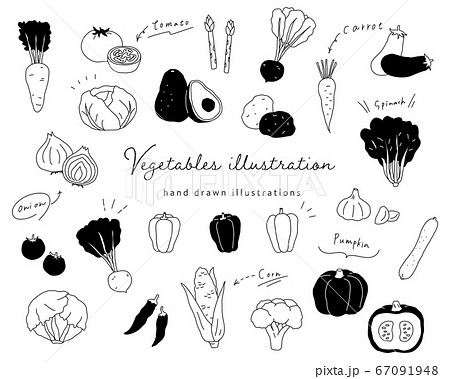 手書きの野菜のイラストのセット シンプル おしゃれ 線画のイラスト素材 67091948 Pixta