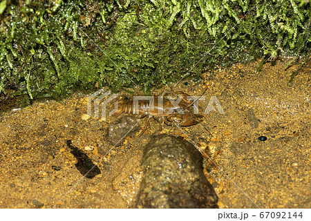 ニホンザリガニ 67092144