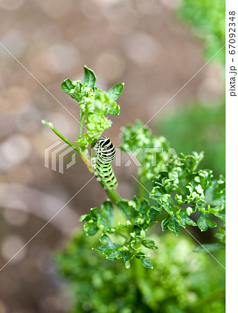 パセリを食べて育つキアゲハの幼虫 67092348