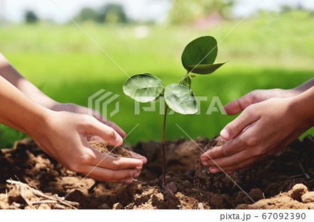 people helping planting tree in nature for save people helping planting tree in nature for save 67092390