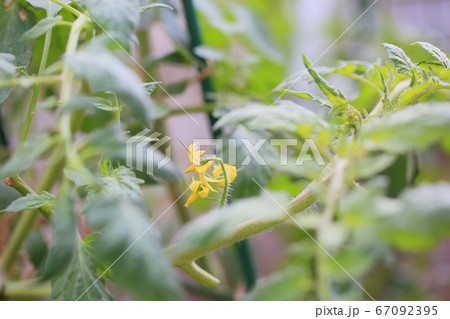 トマトの花 67092395
