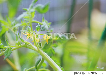 トマトの花 トマトの花 67092397
