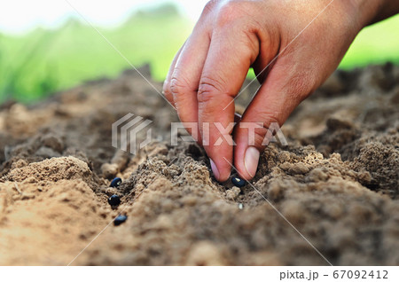 hand planting bean seed in the vegetable garden 67092412