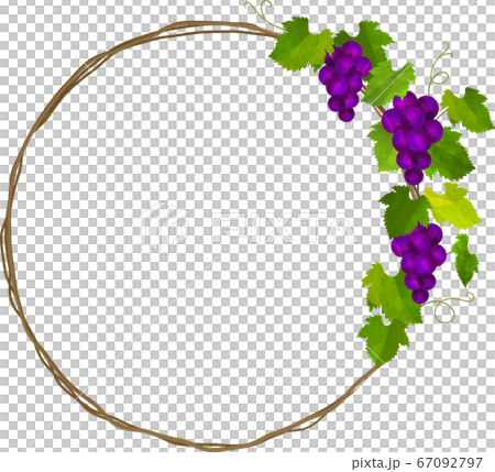 紫色のぶどうと蔦の丸フレーム リースのイラスト素材