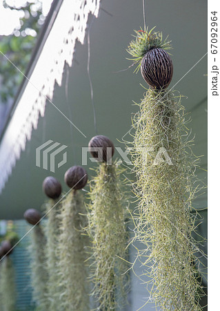 Tillandsia usneoides garden by spanish moss Tillandsia usneoides garden by spanish moss 67092964