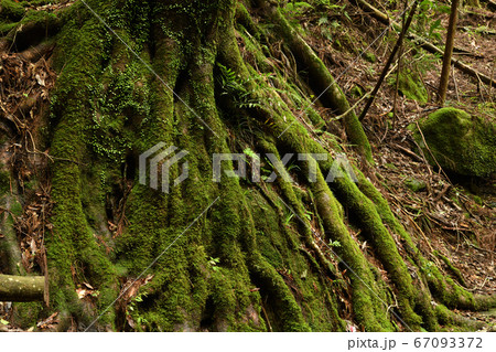 百間山渓谷の苔むした根っこ 百間山渓谷の苔むした根っこ 67093372