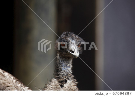 大牟田市 動物園 エミュー の写真素材