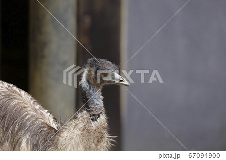 大牟田市　動物園　エミュー、 67094900