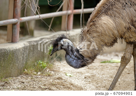大牟田市 動物園 エミュー の写真素材