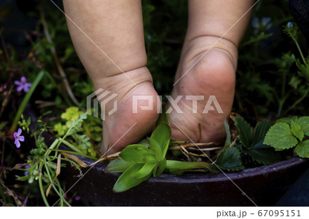 植木鉢に乗って背伸びする赤ちゃんの裸足と足の裏と緑の植物 67095151