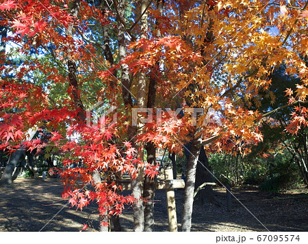 洗足池公園の紅葉 67095574