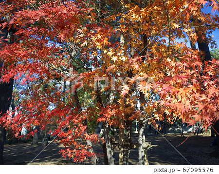 洗足池公園の紅葉 洗足池公園の紅葉 67095576