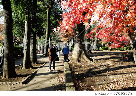 洗足池公園の紅葉 洗足池公園の紅葉 67095578