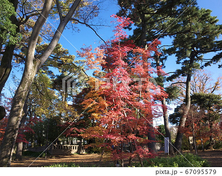 洗足池公園の紅葉 67095579