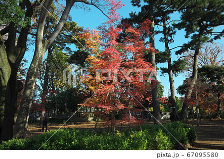 洗足池公園の紅葉 67095580