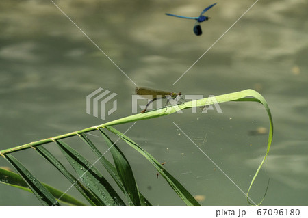 Open wings blue dragonfly macro 67096180