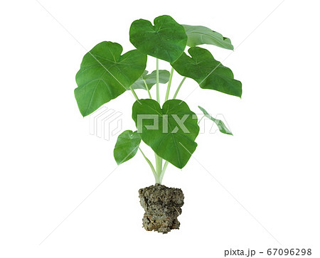 elephants ear plant 67096298