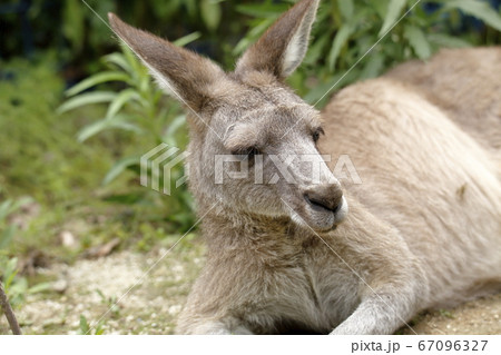 大牟田市 動物園 カンガルー、 大牟田市 動物園 カンガルー、 67096327