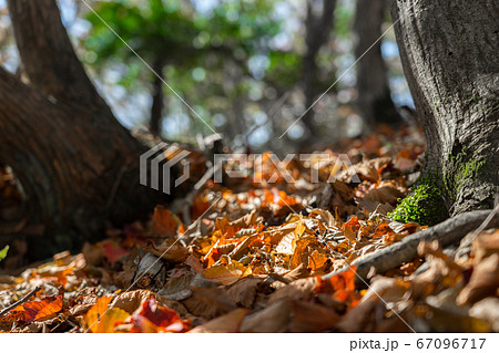 関西百名山、東床尾山登山道から見た紅葉風景（兵庫県朝来市和田山町）※作品コメント欄に撮影位置 67096717
