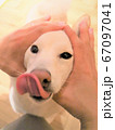 柴犬　白　ベロ　 67097041