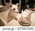 柴犬　レストラン　食事 67097042