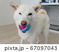 柴犬　笑顔　ボール 67097043