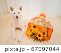 柴犬 白色 花束 ひまわり 67097044