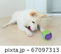 柴犬　白色　ボール遊び 67097313