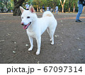 柴犬 白 ドッグラン 67097314