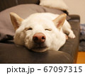 柴犬　睡眠 67097315