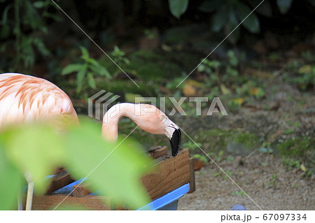 大牟田市 動物園 フラミンゴ、 大牟田市 動物園 フラミンゴ、 67097334