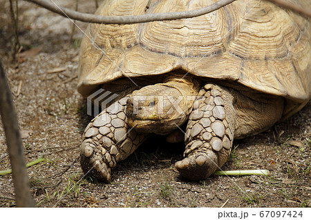 大牟田市 動物園 ゾウカメ、 大牟田市 動物園 ゾウカメ、 67097424
