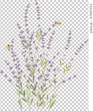 薰衣草 67097453