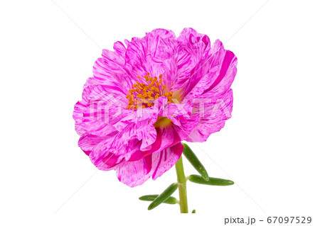 【マツバボタン】 (深度合成) 【マツバボタン】 (深度合成) 67097529