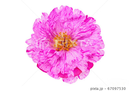 【マツバボタン】 (深度合成) 【マツバボタン】 (深度合成) 67097530