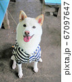 柴犬 白色 ボーダー 正面 笑顔 67097647