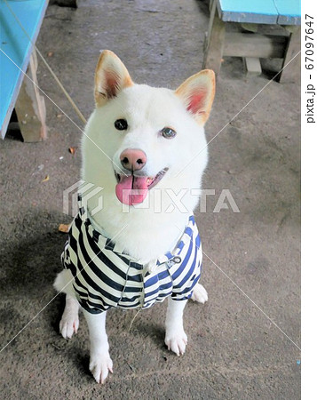 柴犬 白色 ボーダー 正面 笑顔 柴犬 白色 ボーダー 正面 笑顔 67097647
