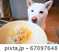 柴犬 白色 ご馳走 67097648