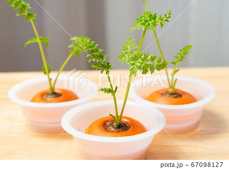 人参のリボベジ 再生野菜の栽培 ニンジンの葉 リボベジで節約の写真素材