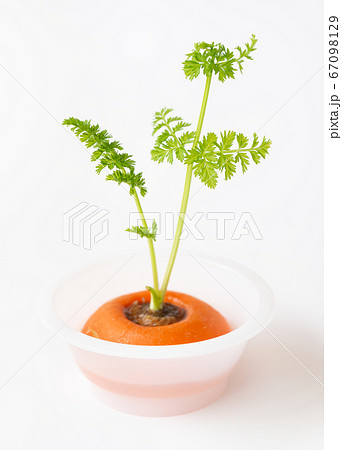 人参のリボベジ 再生野菜の栽培 ニンジンの葉 リボベジで節約 人参のリボベジ 再生野菜の栽培 ニンジンの葉 リボベジで節約 67098129