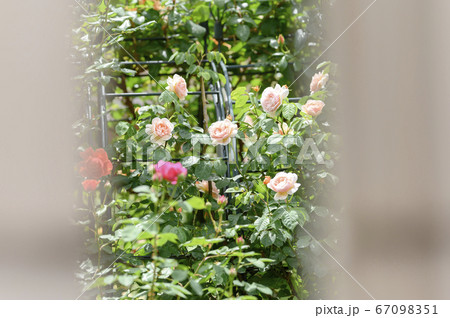 庭に咲く満開のバラ 67098351