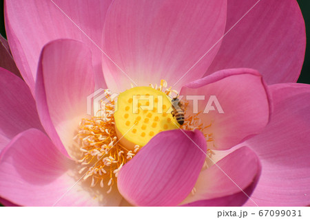 大賀ハスと蜂 大賀ハスと蜂 67099031