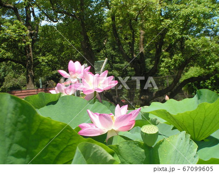 千葉公園のオオガハスの桃色の花 千葉公園のオオガハスの桃色の花 67099605